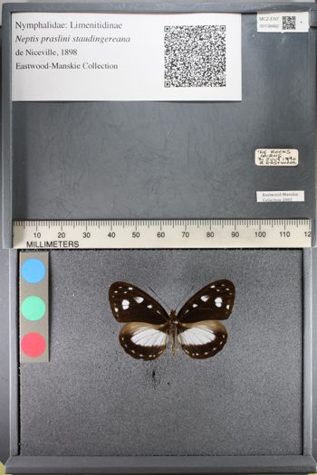 Media type: image;   Entomology 138462